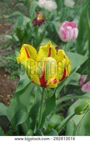 Beautiful Tulip With Stripe Texas Flame. Natural Floral Background