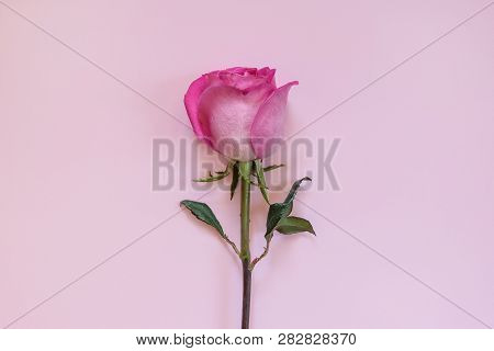 Single Beautiful Pink Purple Rose On A Pastel Background. Fashionable. Minimalism. View From Above.