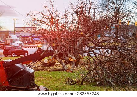 Tree Branches Are Placed For Chipping Of Cut Trees After The Storm
