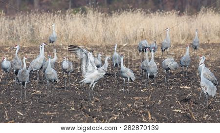 Sandhills Eat From A Recently Plowed Farm Field. One Crane Raises And Flaps Its Wings To Protect The