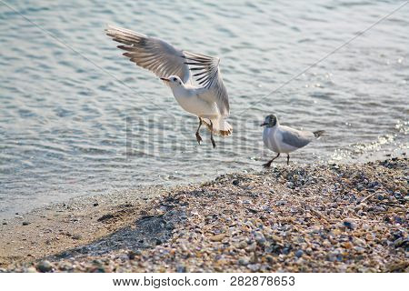 Seagull On The Beach Soars Against The Background Of Sand And Sea