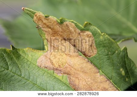 Sycamore Maple (acer Pseudoplatanus) Green Leaf With Mine Of Sawfly Leafminer (heterarthrus Sp.), Be