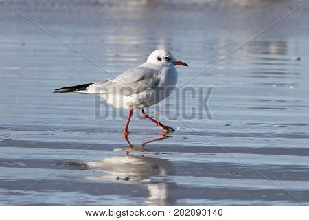 Black-headed Gull (chroicocephalus Ridibundus) On A Baltic Sea Beach, Mecklenburg-western Pomerania,