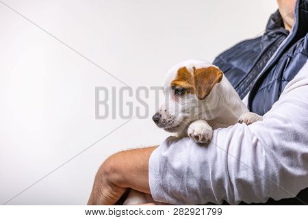 Horizontal Portrait Of Handsome Cheerful Man Holds Jack Russell Terrirer, Has Glad Expression