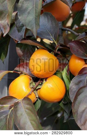 Persimmon tree with Ripe orange fruits in the autumn garden. Kaki plum tree, Japanese persimmon, Dio