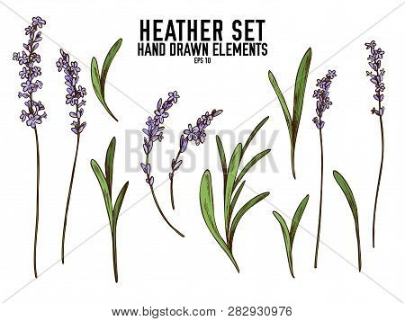 Vector Collection Of Hand Drawn Colored  Heather