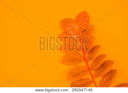 Zamioculcas Home Flower Of Yellow Color. Orange Background.