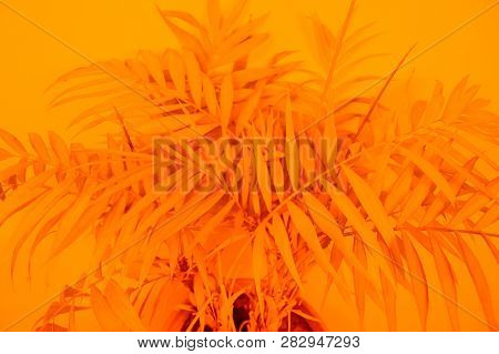 Palm Home Flower Of Yellow Color. Orange Background