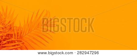 Palm Home Flower Of Yellow Color. Orange Background. Banner
