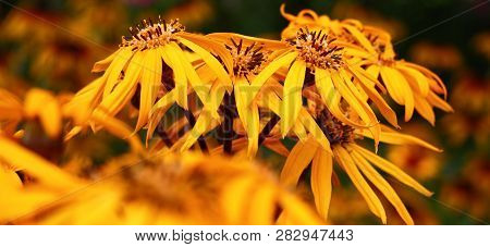 The Ligularis Dentata Plentifully Blossoms Yellow Bright Flowers.