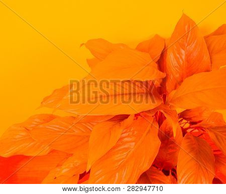 Spathiphyllum Home Flower Of Yellow Color. Orange Background.