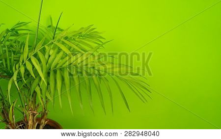 Palm Home Flower Of Green Color. Light Green Background.