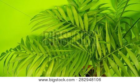 Palm Home Flower Of Green Color. Light Green Background.
