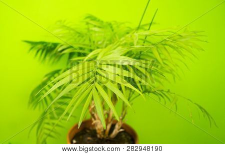 Palm Home Flower Of Green Color. Light Green Background.