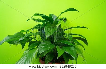 Spathiphyllum Home Flower Of Green Color. Lime Background.