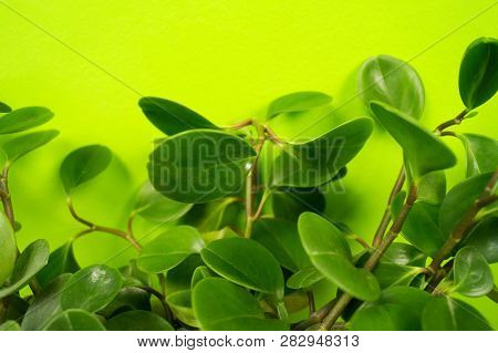 Peperomia Home Flower Of Green Color. Lime Background.