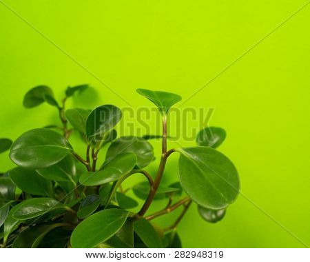 Peperomia Home Flower Of Green Color. Lime Background.
