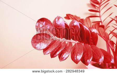 Zamioculcas Home Flower Of Coral Color. Pink Background.