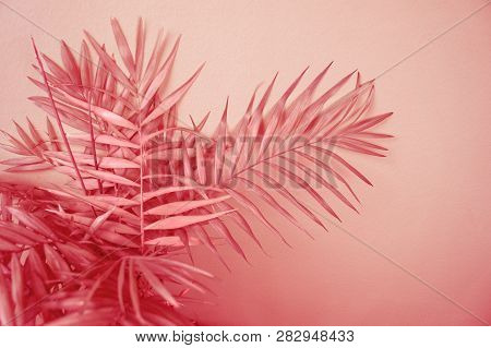 Palm Home Flower Of Coral Color. Pink Background.