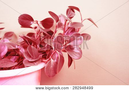 Peperomia Home Flower Of Coral Color. Pink Background.