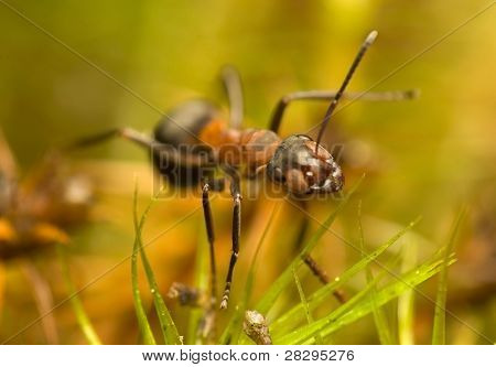 개미-Formica Rufa