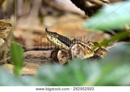Hundred-pace Pit Viper Or Chinese Moccasin (deinagkistrodon Acutus). Venomous Snake Living In Southe