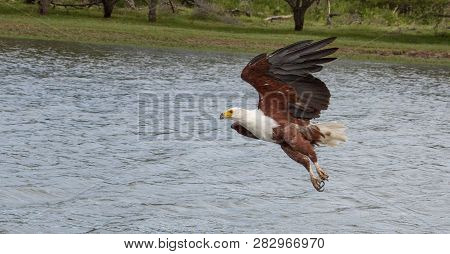 A African Fish Eagle Swopping Down To Catch A Fish In The River