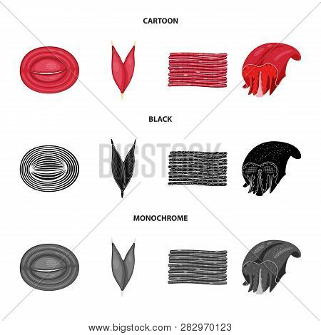 Isolated Object Of Fiber And Muscular Icon. Collection Of Fiber And Body  Stock Vector Illustration.