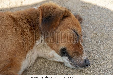 A African Fish Eagle Swopping Down With Its Tallens Out Picking Up A Fish It Caught In The River