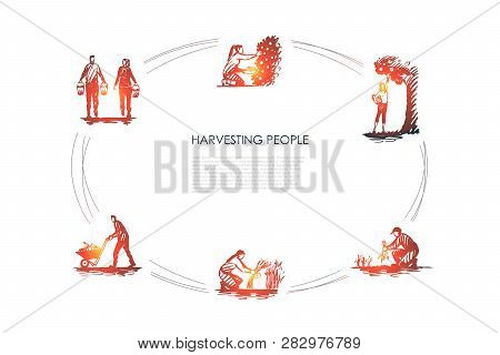 Harvesting People - People Picking Fruits And Carrots, Binding Grass, Carrying And Transporting Harv