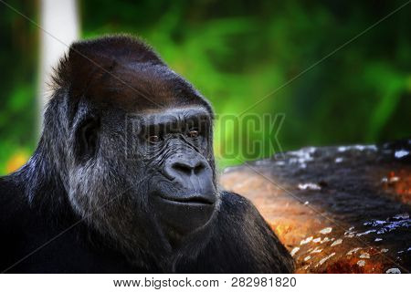 Beautiful Portrait Of A Gorilla. Male Gorilla On Black Background, Severe Silverback. Portrait Of A 