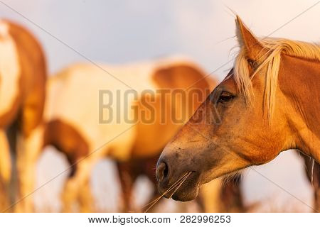 Portrait Of A Horse Standing With His Back To The Sun At Sunset On The Field