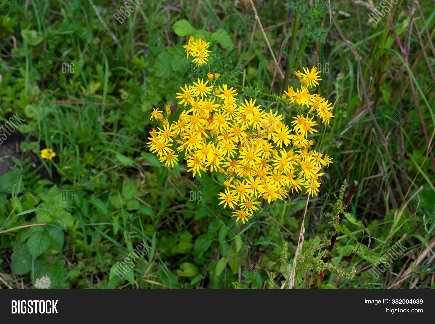 Common Ragwort Yellow Image & Photo (Free Trial) | Bigstock