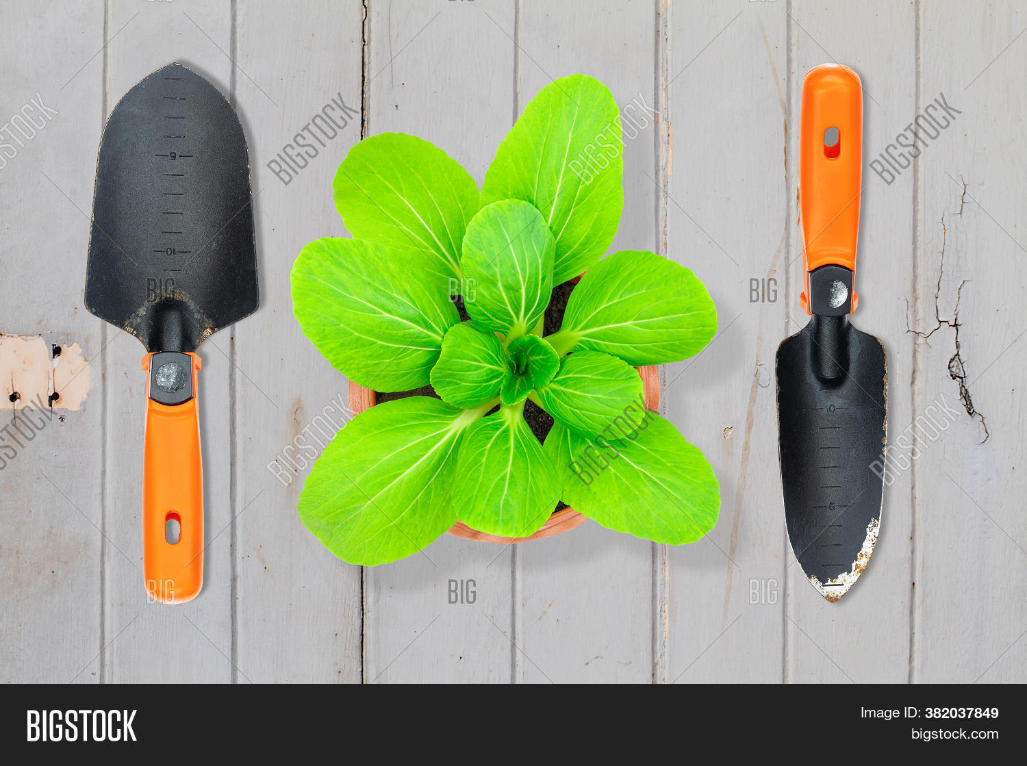 Lettuce Pot Old Rusty Image & Photo (Free Trial) Bigstock