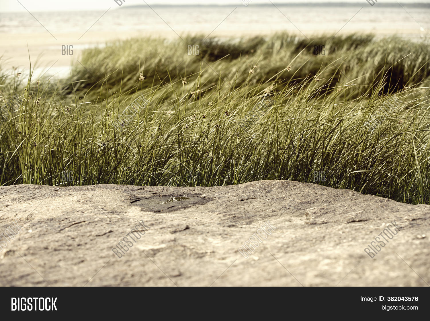 Reed Beds Around Flat Image & Photo (Free Trial) Bigstock