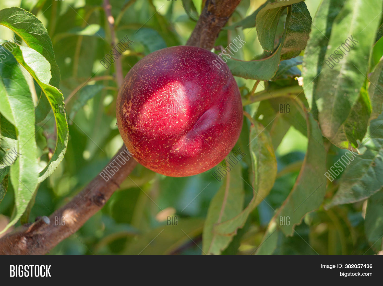 Ripe Nectarine On Tree Image & Photo (Free Trial) Bigstock