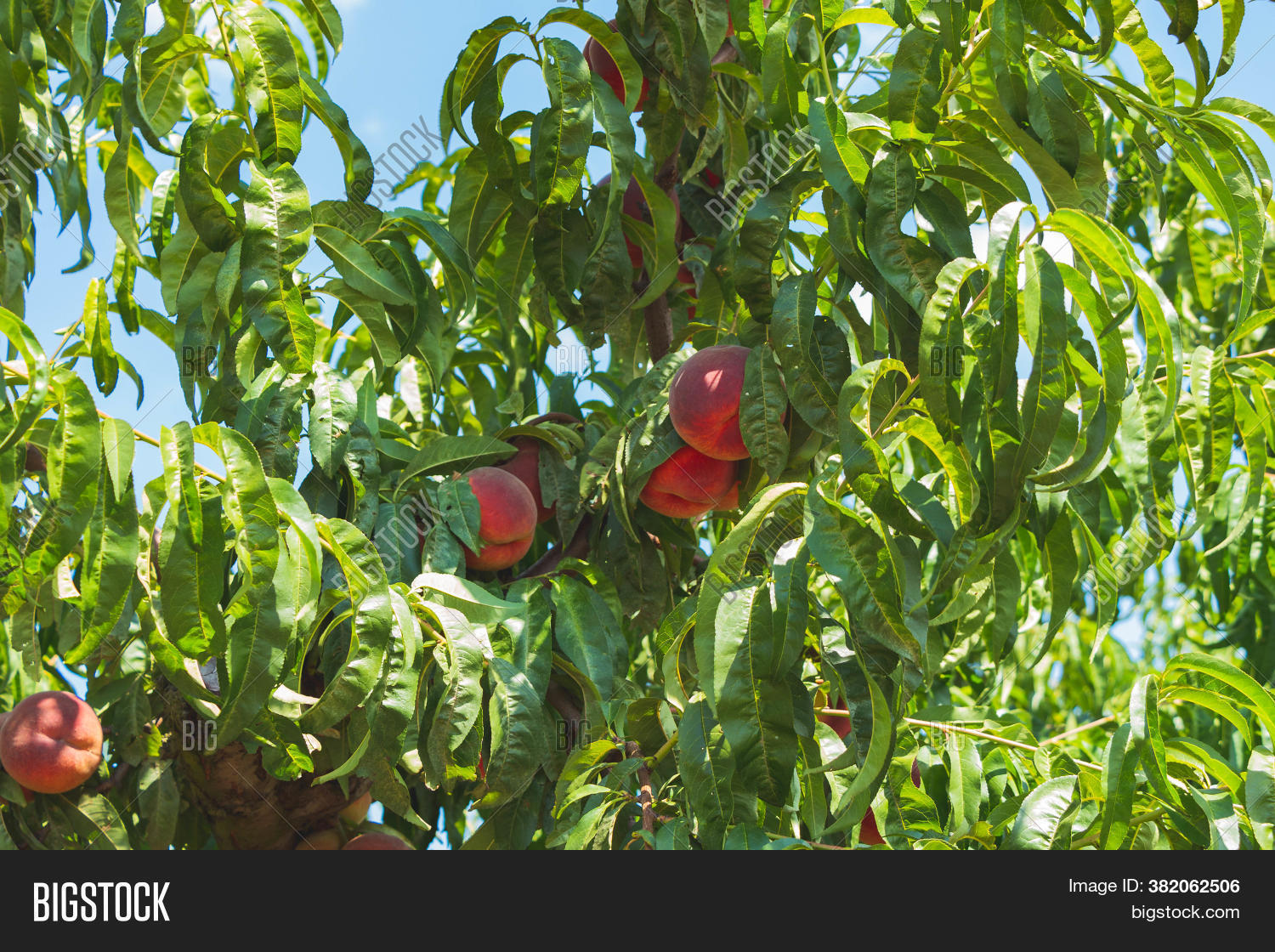 Ripe Nectarine On Tree Image & Photo (Free Trial) Bigstock