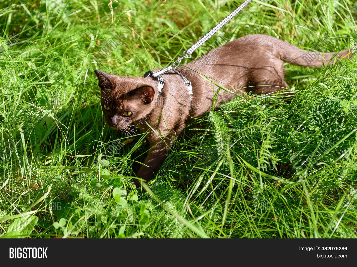 cat leash for backyard
