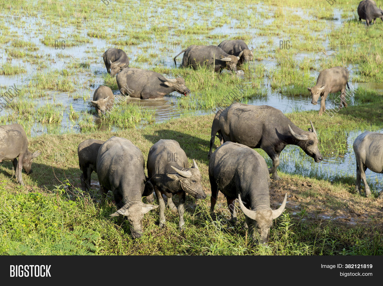 Water Buffalo Eating Image & Photo (Free Trial) Bigstock
