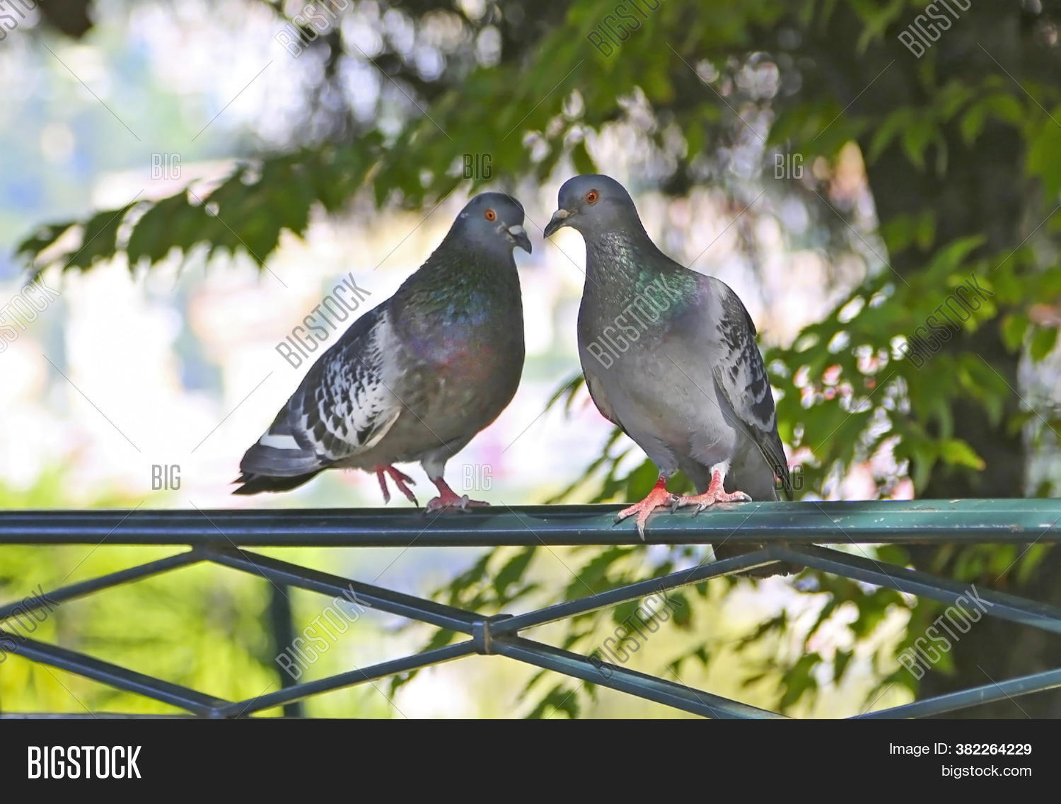 Two Pigeons Sitting On Image & Photo (Free Trial) Bigstock