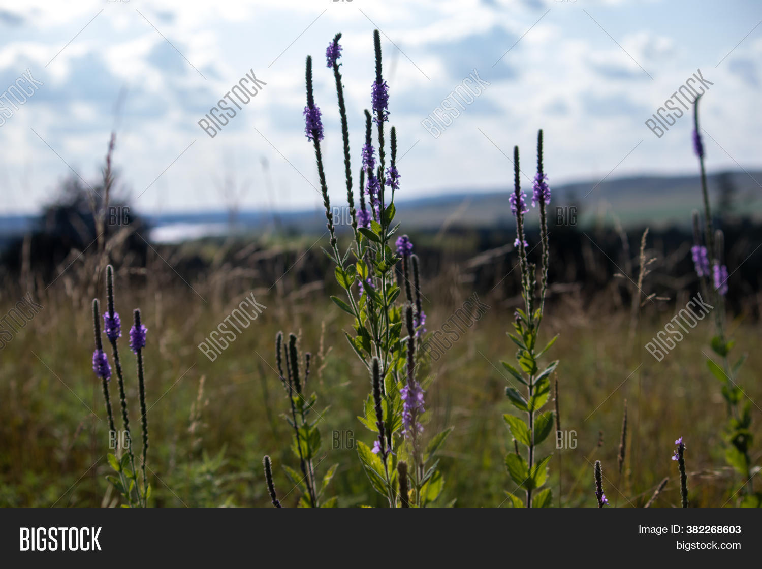 Wild Flowers Nebraska Image & Photo (Free Trial) Bigstock