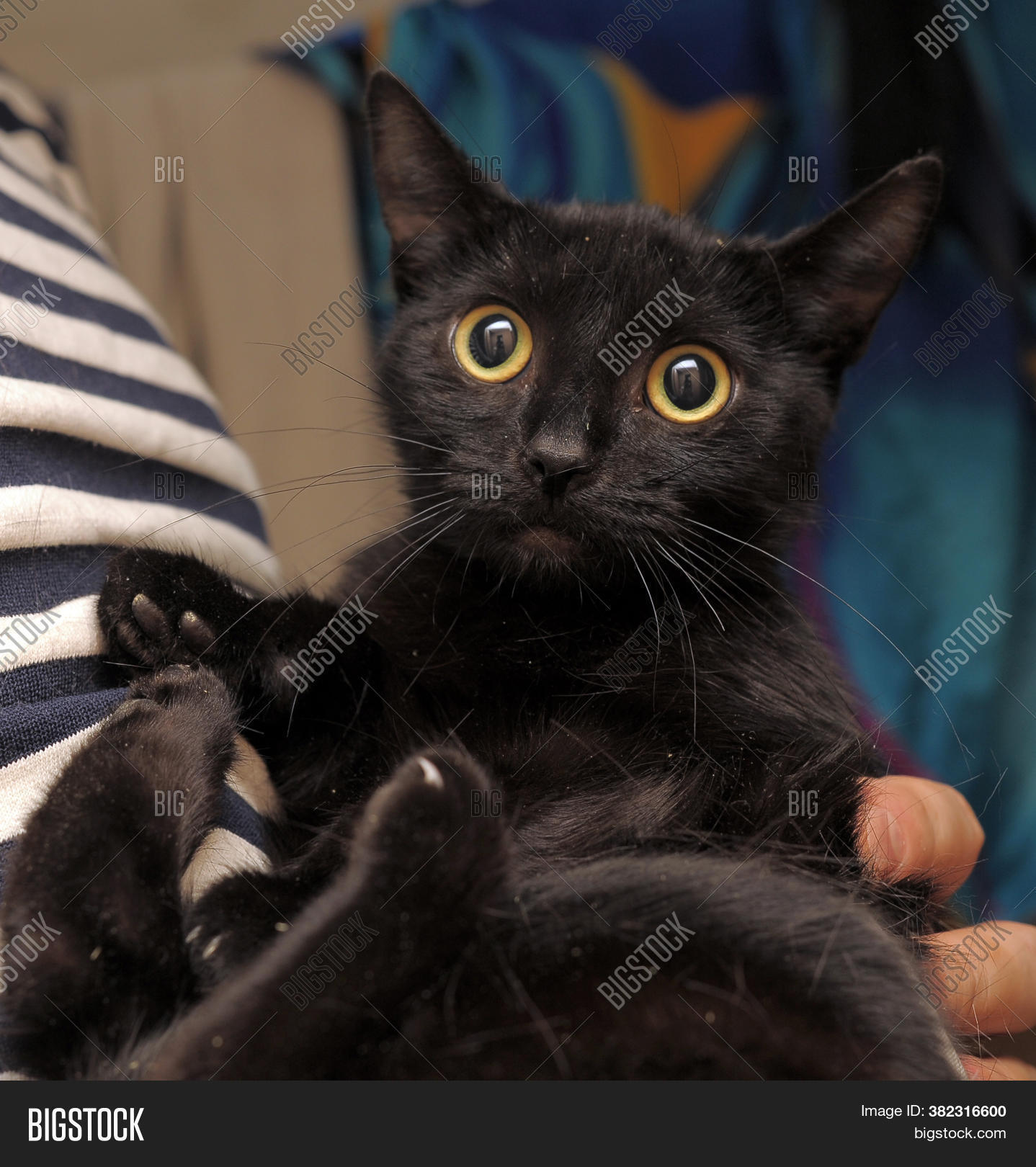 Black Cat Her Arms Image & Photo (Free Trial) Bigstock