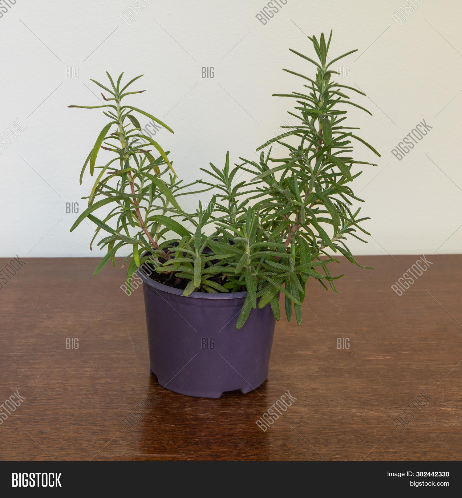 Fragrant Rosemary Pot Image & Photo (Free Trial) Bigstock