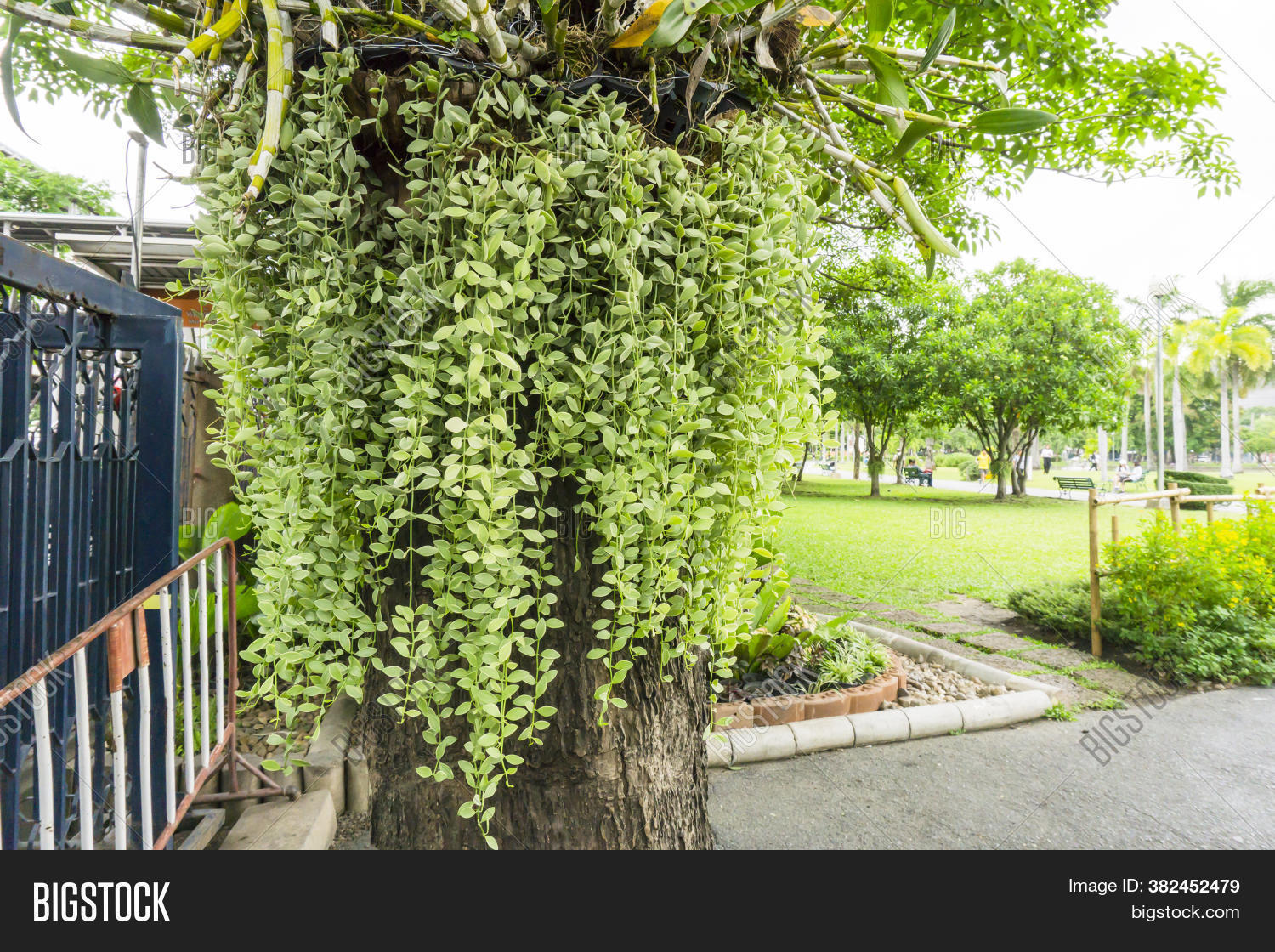 Fresh Variegated Image & Photo (Free Trial) Bigstock