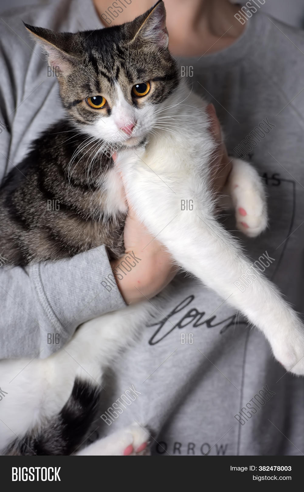 Young Tabby White Cat Image & Photo (Free Trial) Bigstock