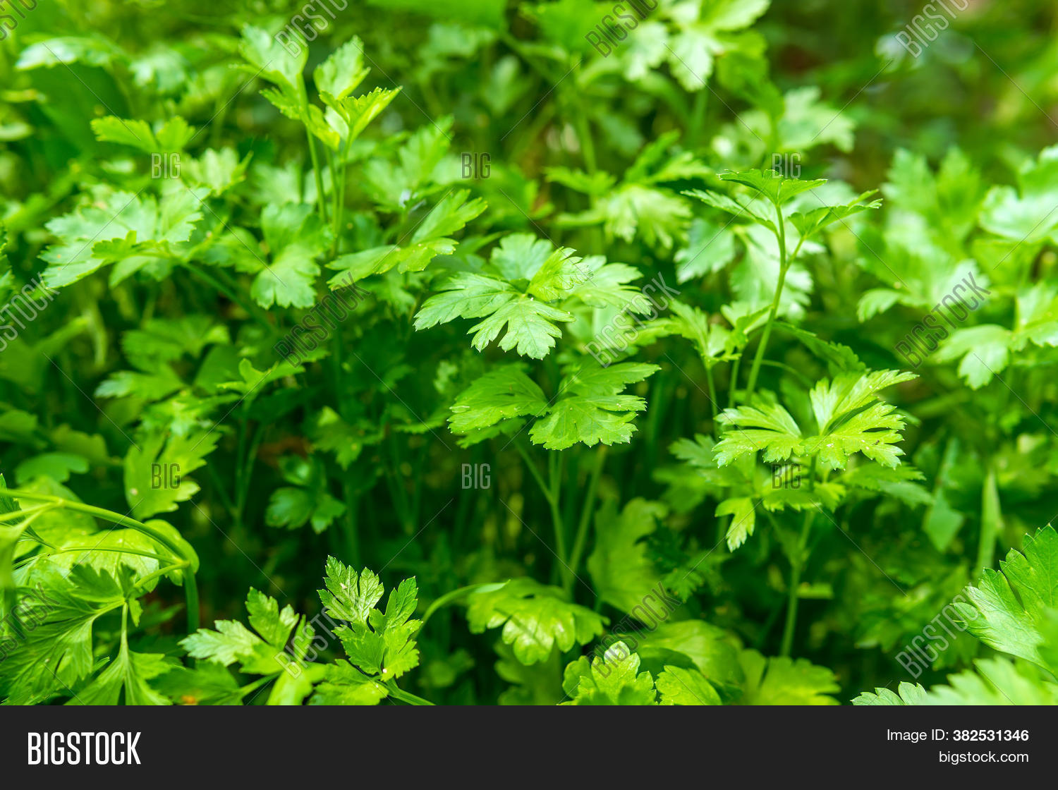 Green Fresh Coriander Image & Photo (Free Trial) Bigstock