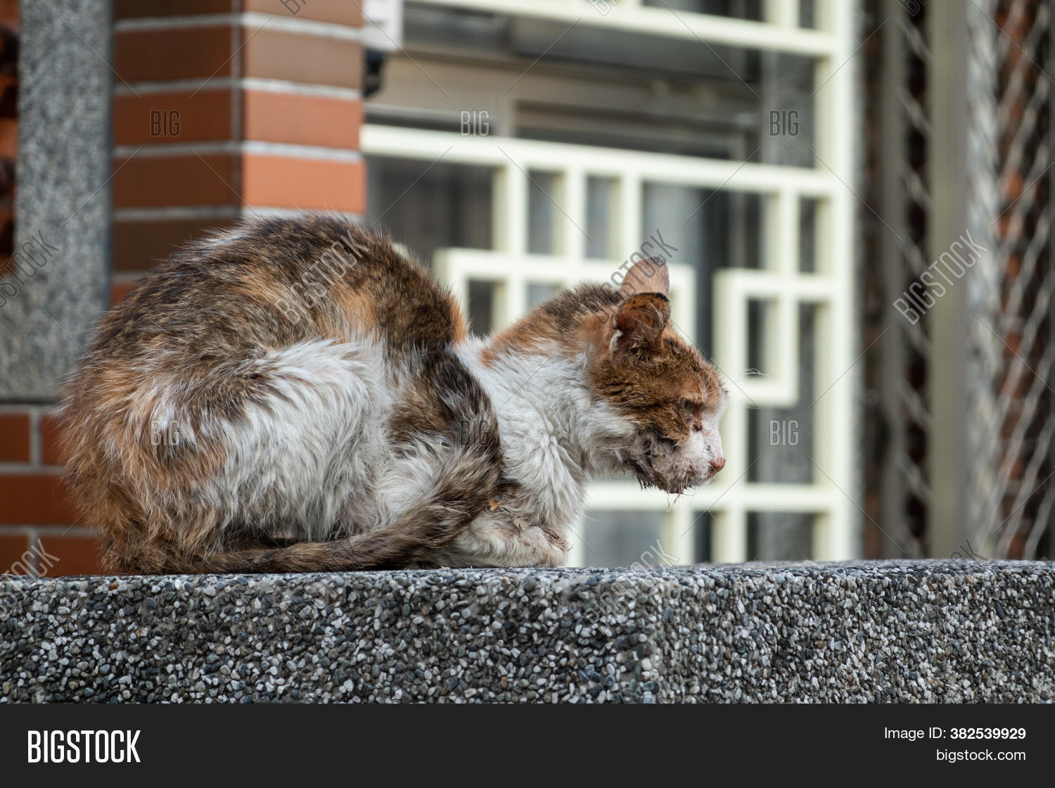 Stray Cat Sick Image & Photo (Free Trial) Bigstock