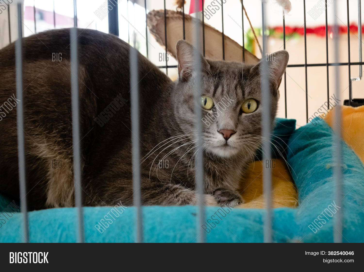 Angry Cat Cage, Image & Photo (Free Trial) Bigstock