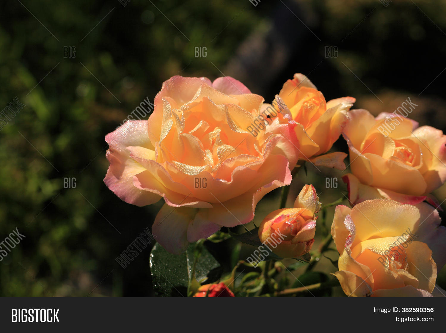Art Photo Rose Petals Image & Photo (Free Trial) Bigstock