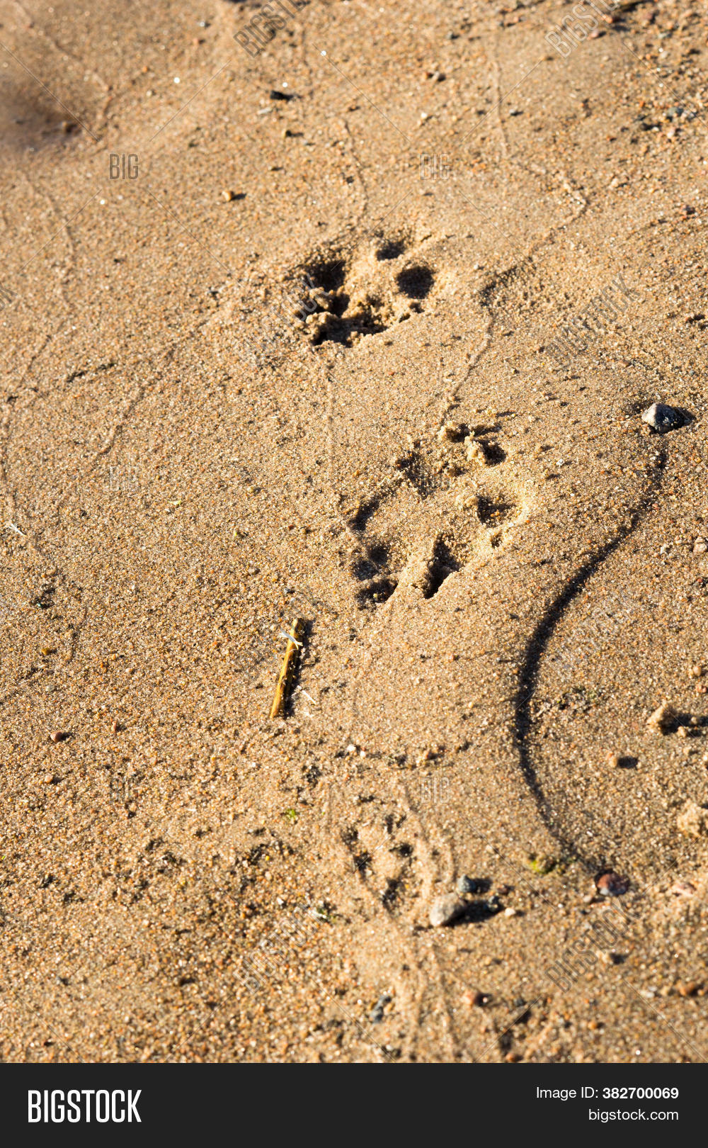 Dog Footprints Sand. Image & Photo (Free Trial) Bigstock